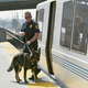 A plucky crime-fighting police dog is recalled from the murder scene when investigators determine his services are not necessary.